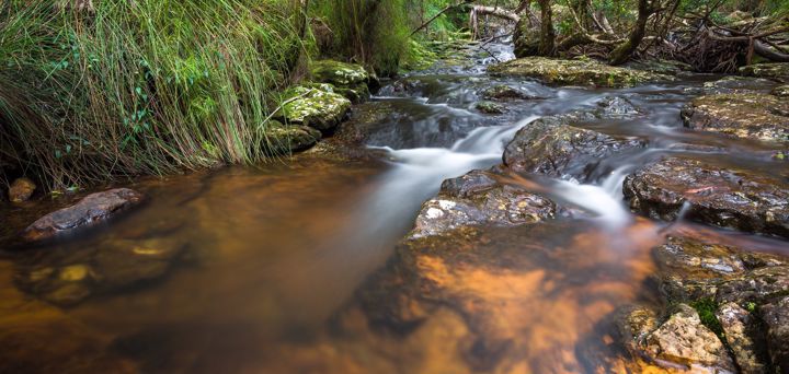 Springbrook National Park